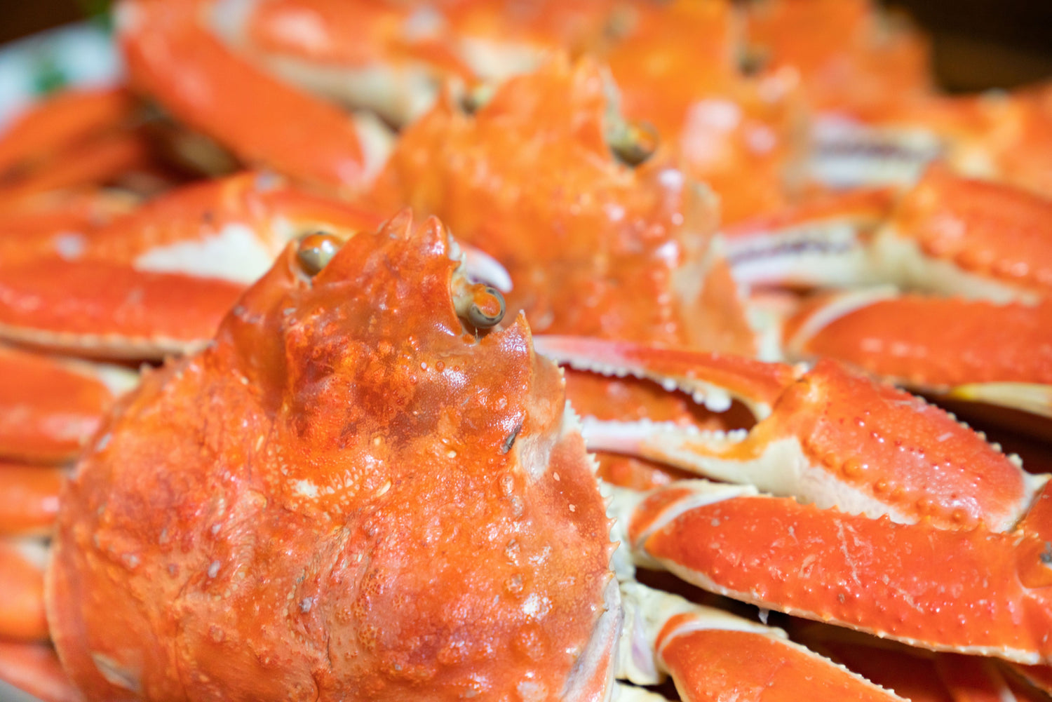 【夏こそ楽しみたい】大ズワイガニの魅力と、涼やか絶品レシピ4選