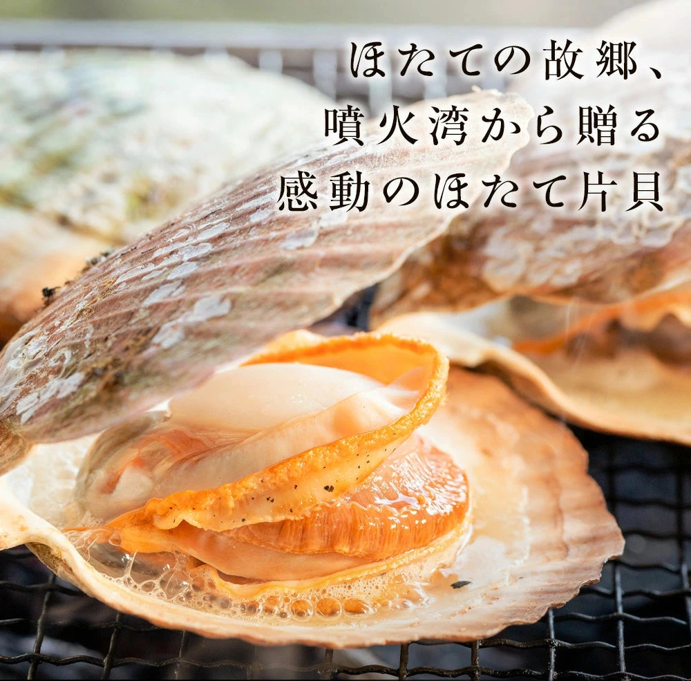 2025年新物　噴火湾産ほたて片貝 9cm-10cm 10枚